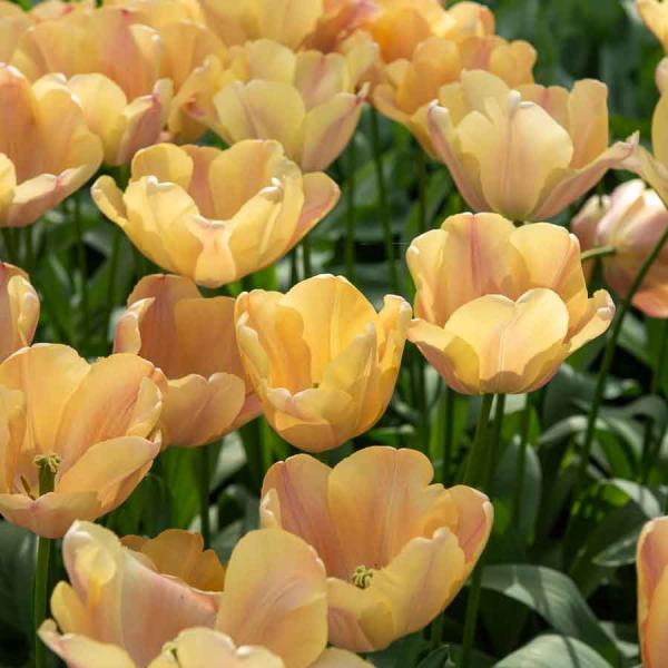 Bulbes à fleurs à planter à l'automne - Tulipe Apricot Foxx (x8) - face recto